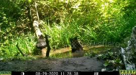 Mama bear and cub enjoy dip in pond in Idaho