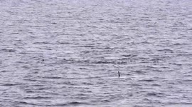 Type A Killer Whale pod on the Antarctic Peninsula