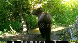 Bear poses in front of camera