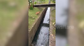 Passerby rescues newborn puppy from canal in Malaysia