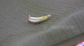Hilarious caterpillar stumbles like a drunk across a banana leaf