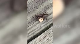 Baby crab eats Cheerio cereal on wooden dock in Alabama
