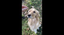 Golden retriever hilariously fails at catching treat off its nose