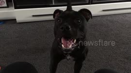 OBSESSED FOOTBALL PUPPY – GOES COLD TURKEY