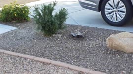'I thought I killed him': Baby hawk struggles to escape US woman's garage
