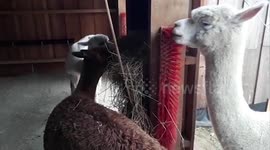 Germany: Adorable Alpaca Cleans Its Teeth By Munching On Brush