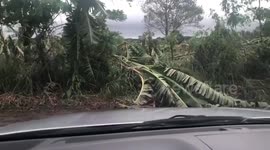 Philippines: Aftermath Of Typhoon Molave With Downed Trees And Flooding
