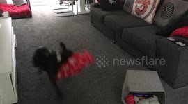 PUPPY – FASTER THAN SPEEDY GONZALES & ROADRUNNER COMBINED – GOES COLD TURKEY