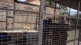 A volunteer rescuing abandoned and stray animals in Uganda