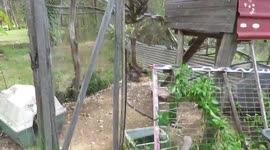 Wedge-tailed eagle in our chicken coop