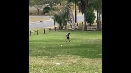 Little boy gets chased around Australian park by relentless magpies