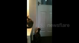 Watch this clever cat duo team up to open a closed door