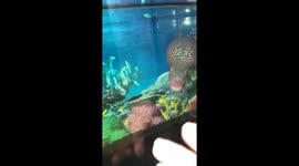 Fish dances with Vietnamese man's hand gestures