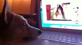 Corgi dreamily watches video of baby goats