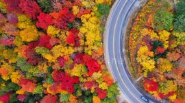 Drone footage showcases New Hampshire forest's wonderful autumn palette