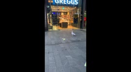 Sneaky seagull strolls into UK bakery and flies off with packet of crisps