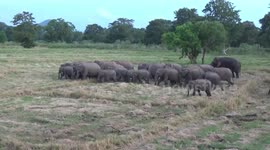 Elephant herd spotted strolling across rice fields in Sri Lanka