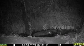 Bat darts around bear at night