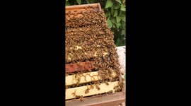 California beekeeper attracts hundreds of honey bees in viral TikTok