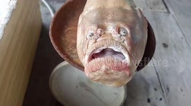 Fish with human-like eyes and mouth has devastated facial expression after being caught in Thailand