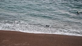 Baby seal barely escapes jaws of killer whale attacking in beach strike-regular speed