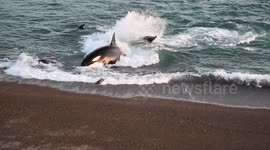 Baby seal barely escapes jaws of killer whale in Argentina beach attack