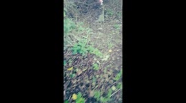 Mum creates spooky orchard for Halloween during lockdown