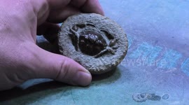 Fossil hunter reveals 35-million-year-old crab encased in 'natural cement'