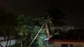 Mexico: Tree Down Due To Gusty Wind Brought By Hurricane Zeta In Cozumel