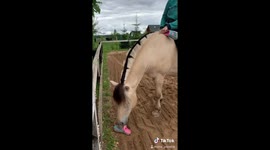 Norwegian fjord horse offers helping hand to owner