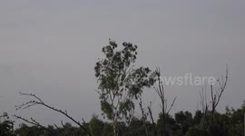 A large flock of birds relaxing on some trees suddenly take off and fly away, some of them return immediately to the tree.