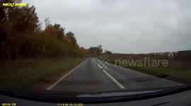 Tree falling in front of car