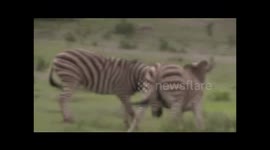 Zebras fighting