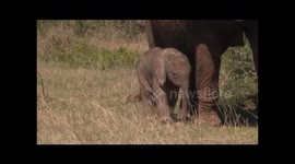 Baby Elephant (+- 1 week old) with Mother - Addo Elephant National Park - South Africa