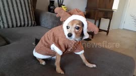 Cutest Reindeer ever