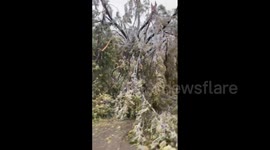 US: Ice Storm Downs Trees In Oklahoma