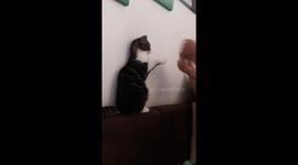 Funny cat loves boxing after surgery