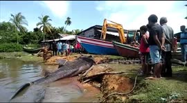 Giant shark buried in Indonesia after getting lost and stranded