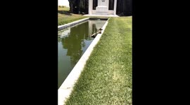Super Cute Duckling At Hollywood Forever Cemetery Takes A Tumble