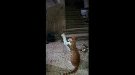 Mailo Cat Night Entertainment