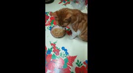 Mailo Cat Prefer Pasta Meal In Dinner