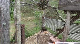 Wedge tailed eagle in chook pen