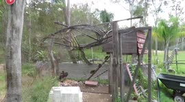 Wedge tailed eagle eats chickens in coop