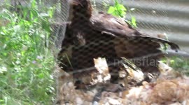 Chickens eaten by wedge tailed eagle