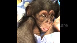 Newborn Chimpanzee Gets Hiccups