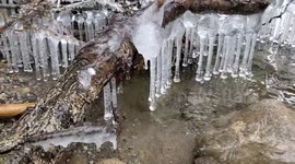 Perfectly-formed Christmas bauble icicles hang from tree branch inn Canada