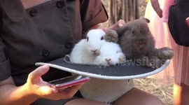 Three cute bunny rabbits in a hat, Thai children playing with adorable bunny rabbits.
