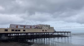 Thousands of starlings burst out from under The Royal Pier in Aberystwyth, West Wales, UK