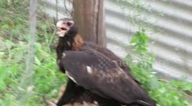 Aussie man checks chicken coop and find wedge-tailed eagle has eaten them all