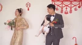 Dog kicks bride away and kisses groom during wedding photo shoot in east China